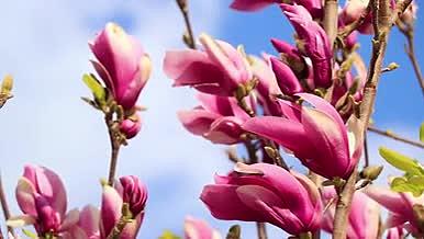 实拍唯美紫玉兰花卉植物升格视频的预览图